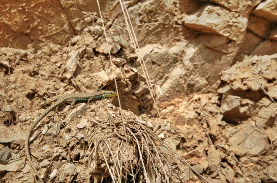 Iranolacerta brandtii